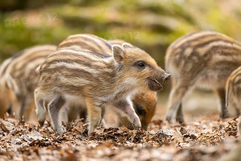 Wild boar (Sus scrofa) piglets standing in a forest, Bavaria, Germany
