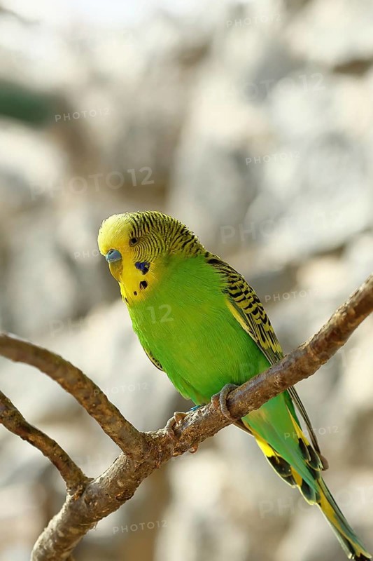 Budgerigar (Melopsittacus undulatus), adult, natural colours, on a branch, captive, occurrence in Australia, Hesse, Germany