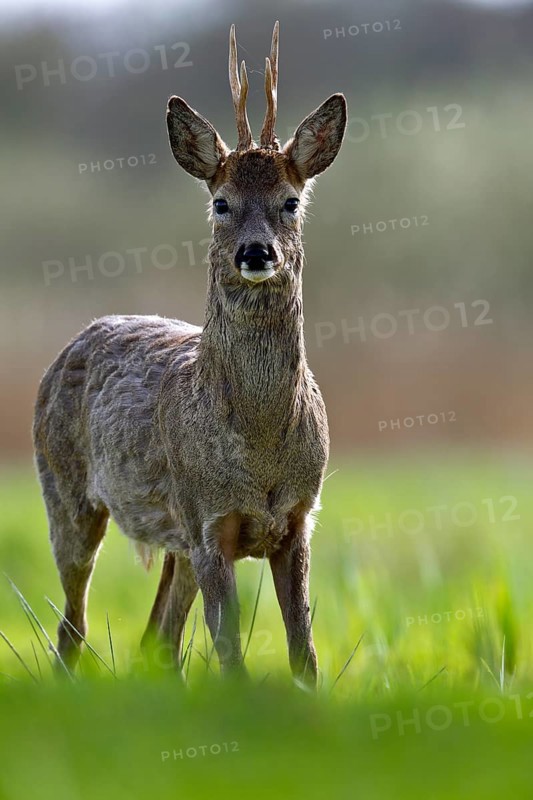 A deer stands at attention in a green meadow with a blurred background, European roe deer (Capreolus capreolus) in a meadow, male animal, roebuck, Flusslandschaft Peenetal nature park Park, Mecklenburg-Western Pomerania, Germany