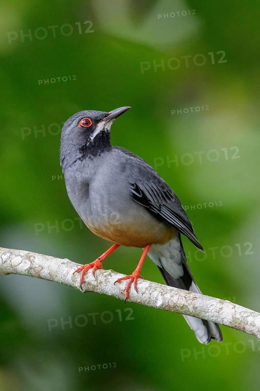 Red-legged Thrush (Turdus plumbeus) perched on a branch in Cuba