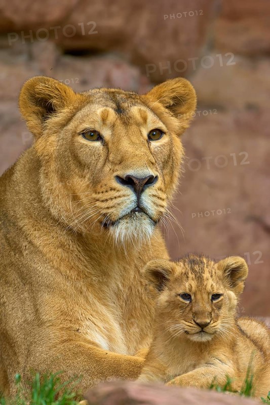 A lioness lies with her young on rocky ground in a natural environment, captive, Germany