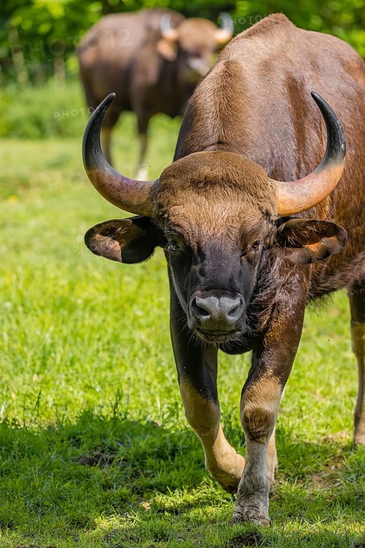 Portrait of a male Gaur (Bos gaurus gaurus) on a green meadow