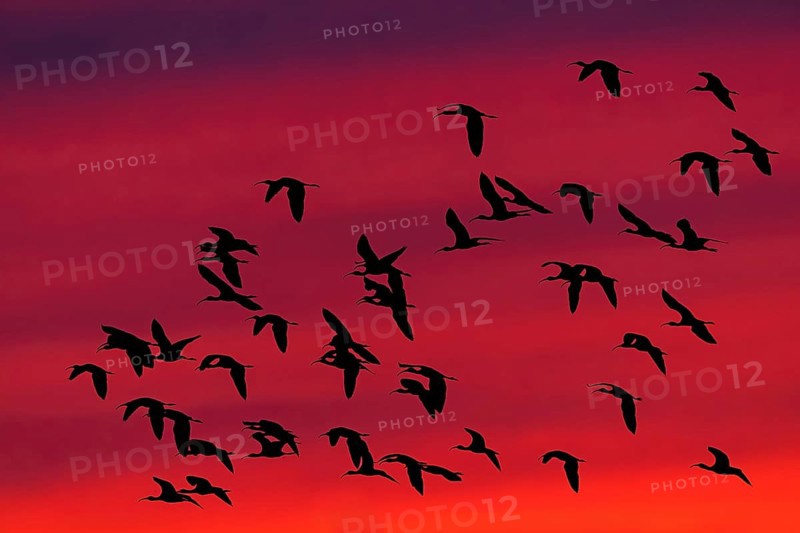 Glossy ibis, Brown ibis, Brown ibis, Flight photo, Evening sky, Sunset, Silhouettes, Animals, Birds, (Plegadis falcinellus), Ibis falcinelle, Bird migration, Group, Lesbos, Lesbos Island, Greece