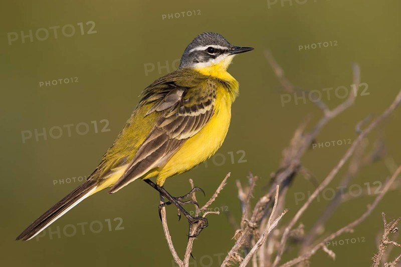 Blue-headed Wagtail - Wiesen-Schafstelze - Motacilla flava ssp. flava, Hungary, adult male