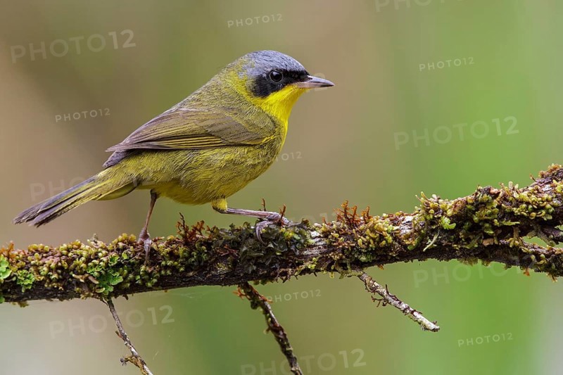 Masked Yellowthroat (Geothlypis aequinoctialis) perched on a branch in the Atlantic rainforest of southeast Brazil