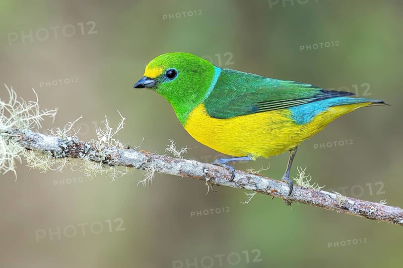 Blue-naped Chlorophonia (Chlorophonia cyanea) perched on a branch in Colombia, South America