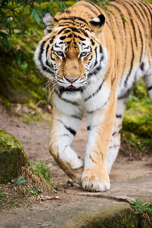 Siberian tiger (Panthera tigris altaica), walking, captive, Germany