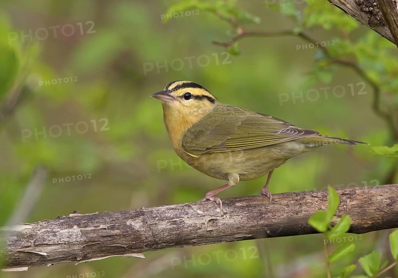 Worm-eating Warbler