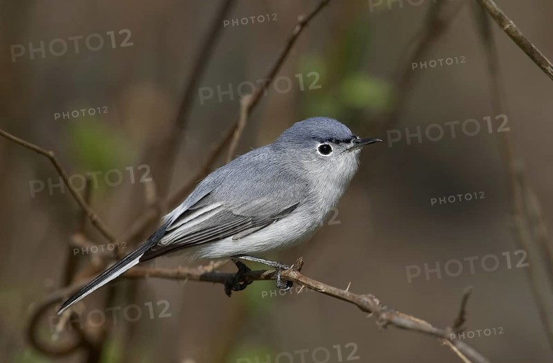 Blue-grey Gnatcatcher (Polioptila caerulea), Ohio, USA