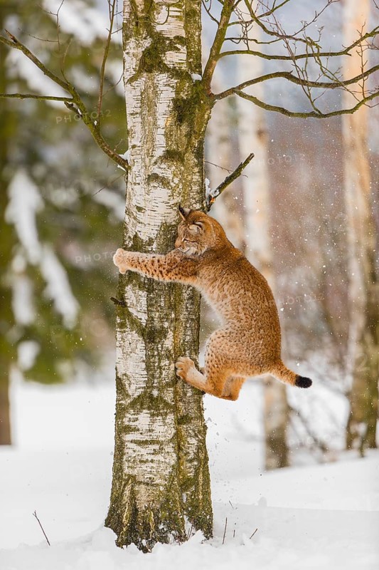 One young male Eurasian lynx, (Lynx lynx), climbing and jumping down a tree in a snow covered forest