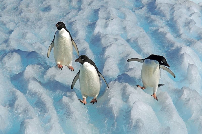 Three Adelie penguins in the Antarctic, Wedell Sea, Long-tailed penguins, (Pygoscellis adeliae), Wedell Sea, Wedell Sea, Antarctica
