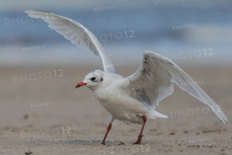 Mediterranean Gull (Ichthyaetus melanocephalus), Wales, United Kingdom