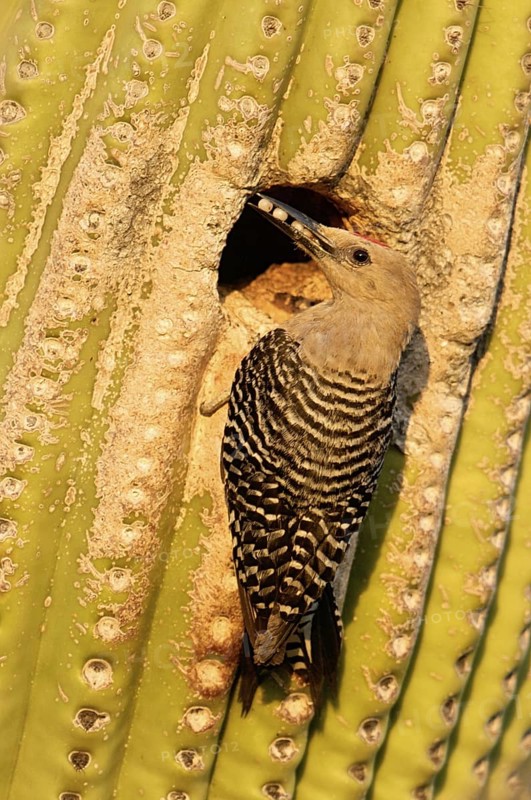 Gila Woodpecker (Melanerpes uropygialis), Arizona, USA