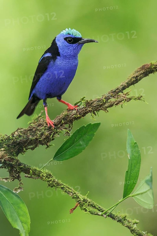 Red-legged Honeycreeper (Cyanerpes cyaneus) perched on a branch in Costa Rica