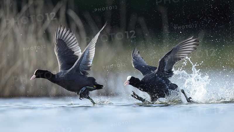 A pair of European coots gracefully glide across a serene lake in Puebla de BeleÃ±a, Spain, showcasing their distinctive black plumage and white frontal shield against a backdrop of natural beauty