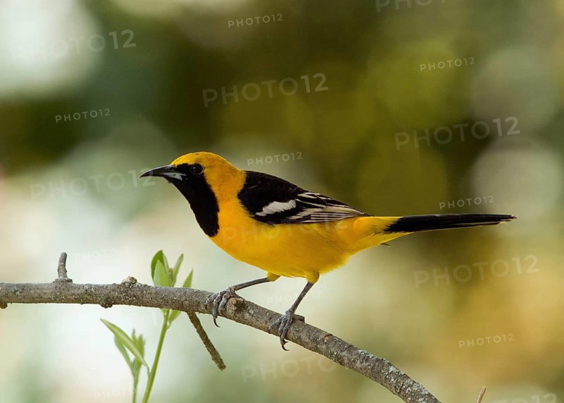 Male Hooded Oriole