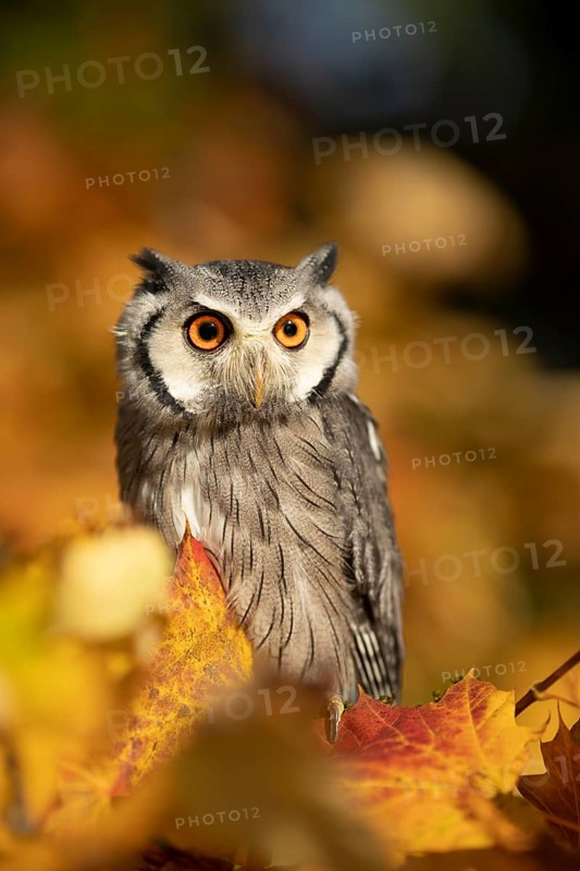 Southern White-faced Owl (Ptilopsis granti) captive, Germany