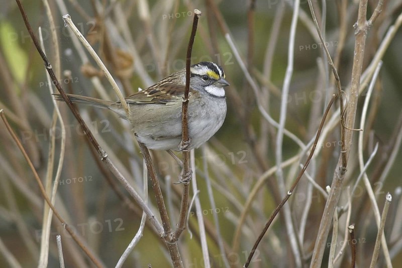 White-throated Sparrow (Zonotrichia albicollis), Ontario, Canada