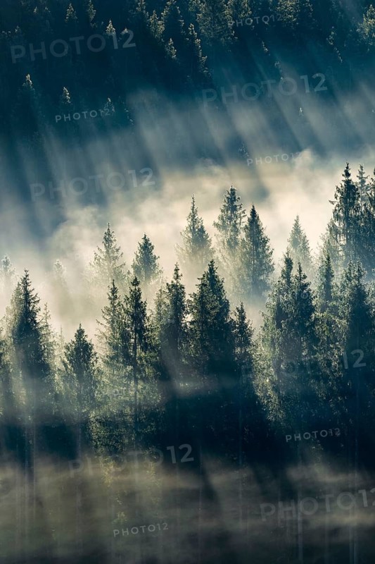 Fog and forest in Oberägeri in the canton of Zug, Switzerland