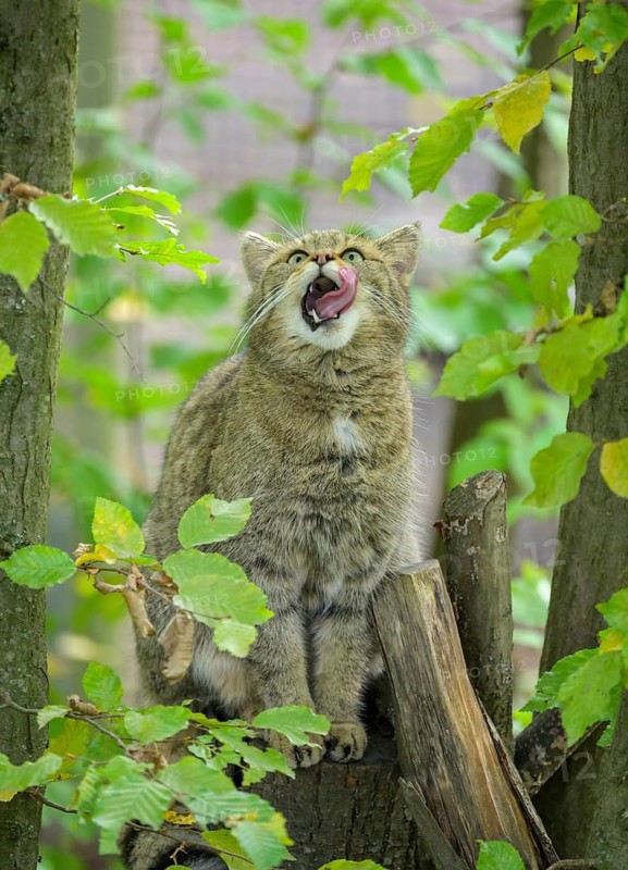 European wildcat or forest cat (Felis silvestris) in the wildcat enclosure at the Thayatal National Park House, Hardegg, Lower Austria, Austria