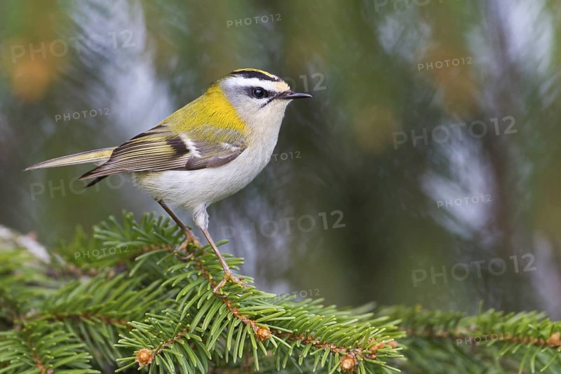 Common Firecrest (Regulus ignicapilla), Baden-Wuerttemberg, Germany