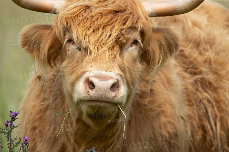 Highland cow or cattle (Bos taurus taurus) adult farm animal feeding or grazing on grass, England, United Kingdom
