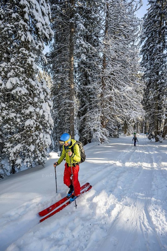 Ski tourer in snowy winter forest, ascent to Teufelstättkopf, Snowy mountain landscape, Ammergau Alps, Bavaria, Germany