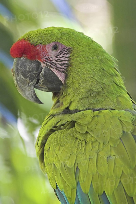 Great Green Macaw (Ara ambiguus), Costa Rica