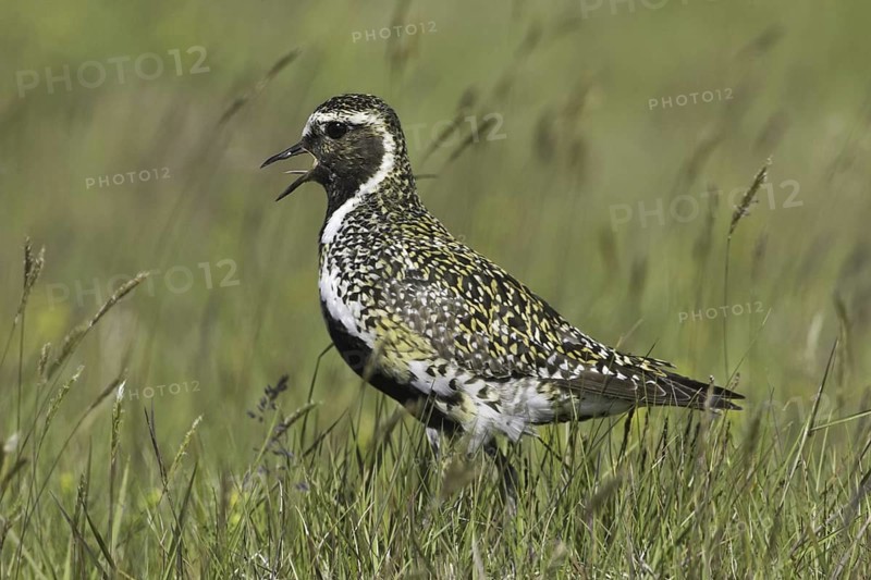 European Golden Plover (Pluvialis apricaria), Iceland