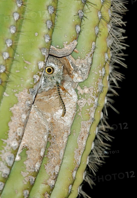 Elf Owl (Micrathene whitneyi) peering from nest hole in Saguaro cactus (Carnegiea gigantea), Arizona, USA