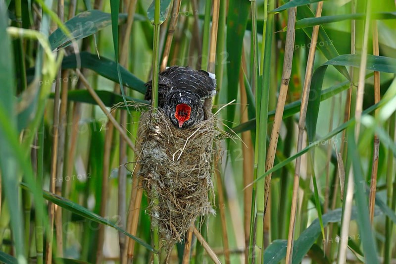 Common Cuckoo (Cuculus canorus) nearly fledged juvenile waiting in nest of Eurasian Reed Warbler on feeding, Saxony-Anhalt, Germany