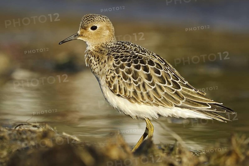 Buff-breasted Sandpiper (Calidris subruficollis), Asturias, Spain