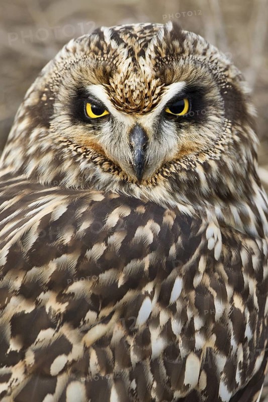 Short-eared Owl (Asio flammeus) juvenile, British Columbia, Canada