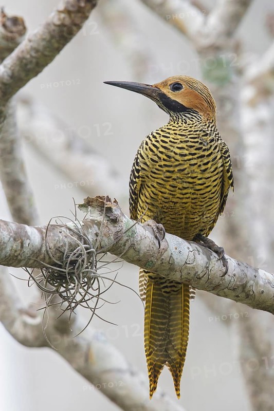 Fernandinas Flicker (Colaptes fernandinae) perched on a branch in Cuba
