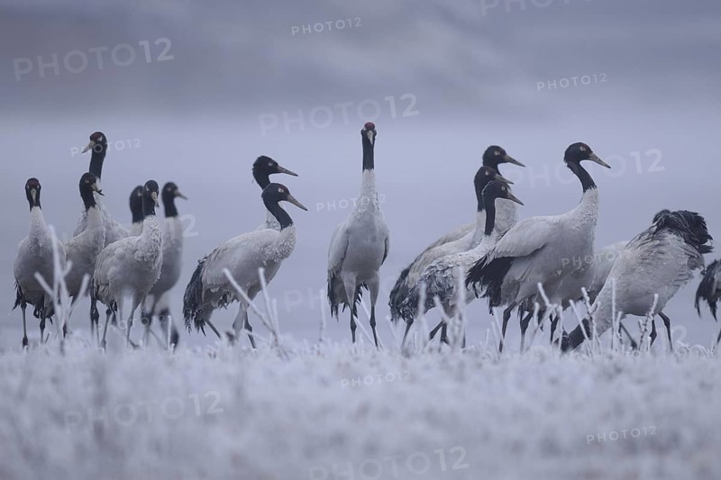 Black-necked Crane (Grus nigricollis), Dashanbo, China