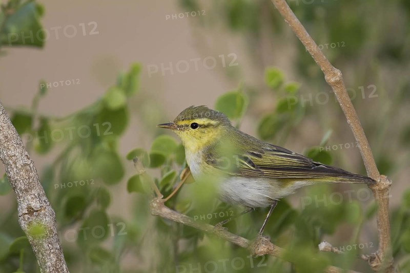 Wood Warbler (Phylloscopus sibilatrix), Oman