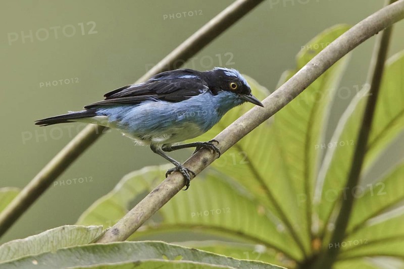 Black-faced Dacnis (Dacnis lineata) male, Ecuador