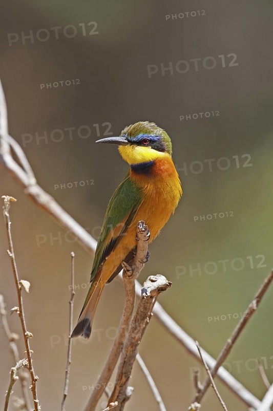 Cinnamon-chested Bee-eater (Merops oreobates), Samburu, Kenya