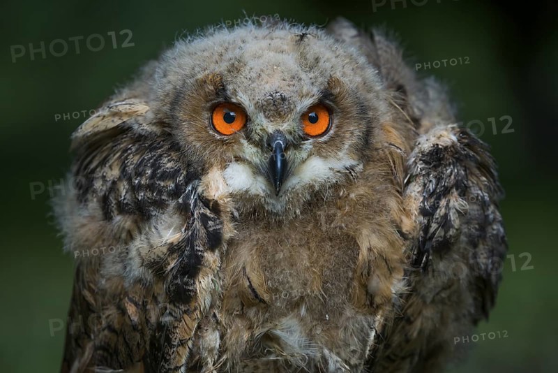 Eurasian Eagle-Owl (Bubo bubo) juvenile, Rhineland-Palatinate, Germany
