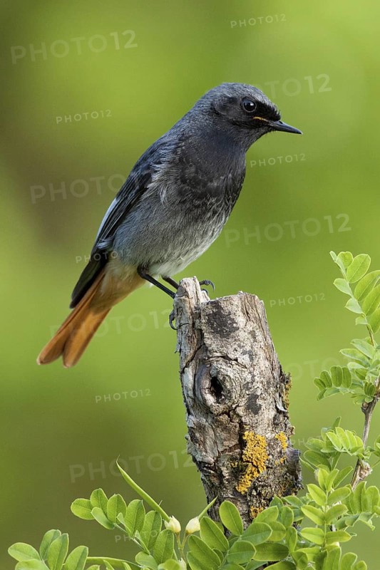 Black Redstart (Phoenicurus ochruros) male, St. Gallen, Switzerland