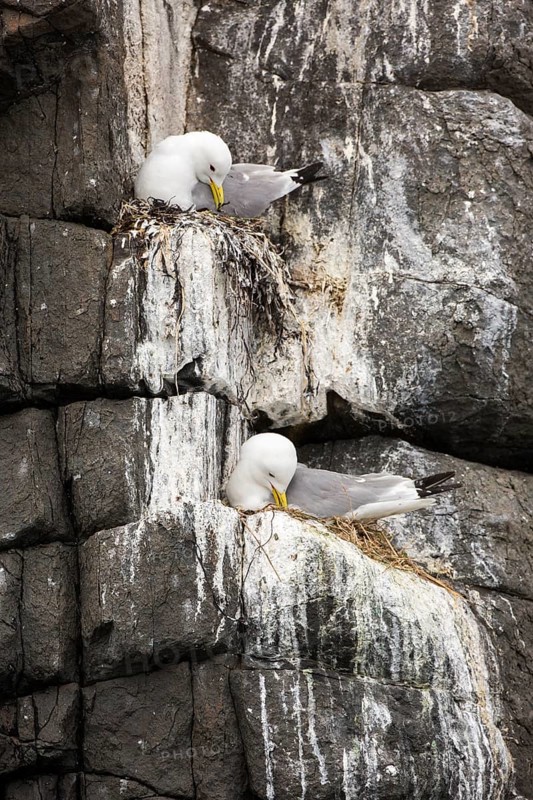 Black-legged Kittiwake (Rissa tridactyla) on nest, Farne Islands, United Kingdom