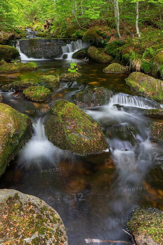 Kleine Ohe creek below Waldhaeuser village in the Bavarian Forest Nationalpark. Flowing water, little cascades, mossy stones and fresh green vegetation