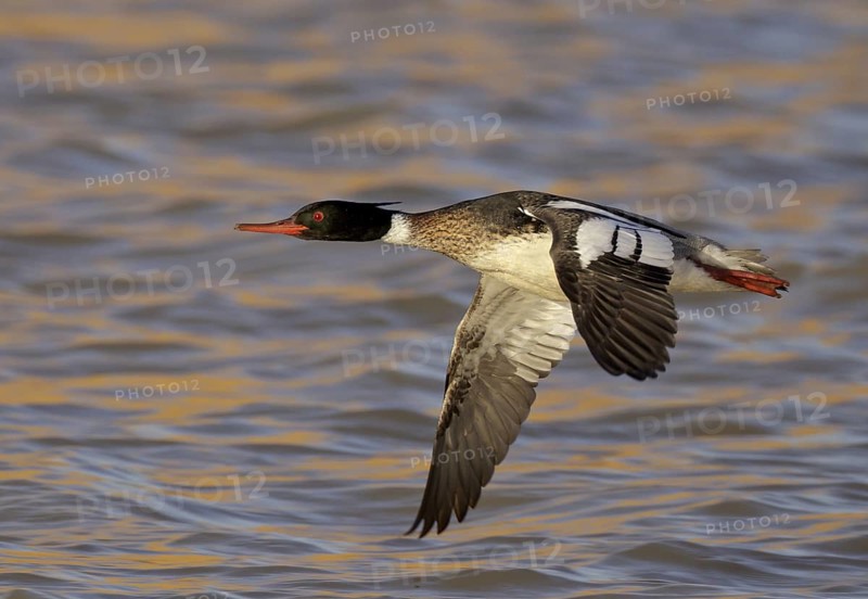 Red-breasted Merganser (Mergus serrator) male flying, Ohio, USA