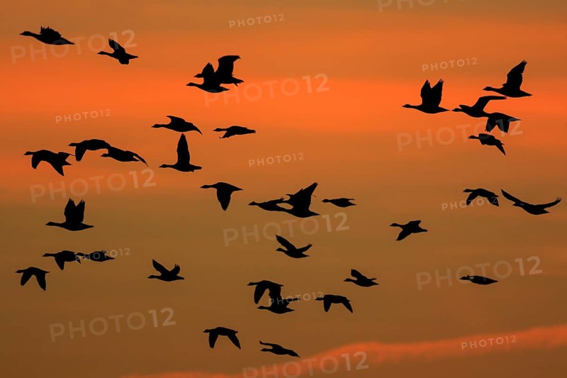 Greater White-fronted Goose (Anser albifrons) group flying, North Rhine-Westphalia, Germany