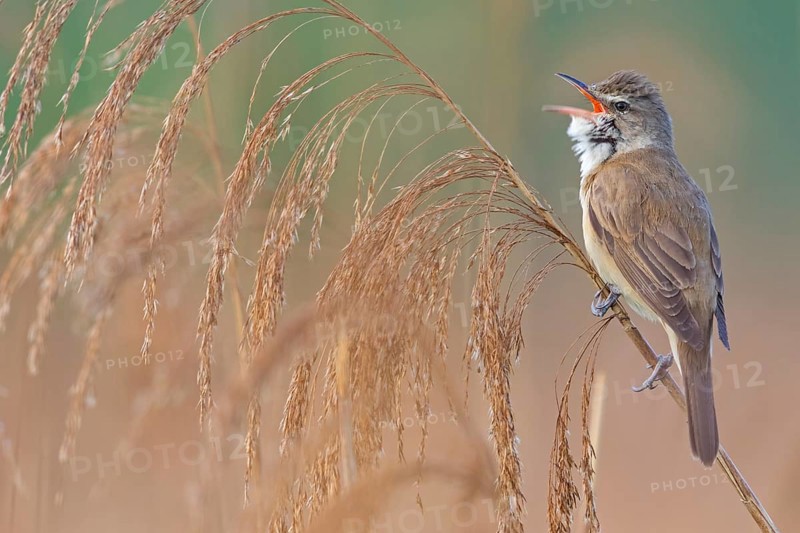 Reed warbler, (Acrocephalus arundinaceus), reedbed perch, biotope, habitat, animals, birds, songbird, reed warbler genus, Lobau, Vienna, Donaustadt, Vienna, Austria