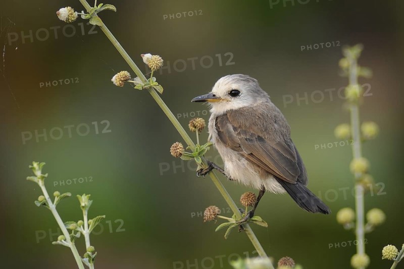 Masked Water Tyrant (Fluvicola nengeta), Pantanal, Brazil