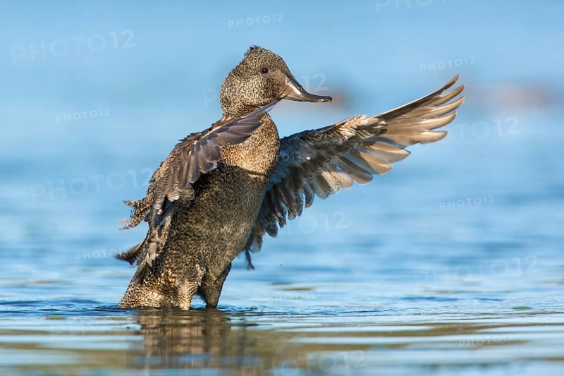 Freckled Duck (Stictonetta naevosa) male flapping, Victoria, Australia