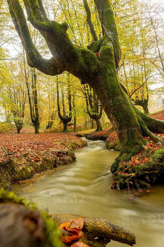 Majestic autumn scene in Gorbea Natural Park, Basque Country, Spain. Vibrant foliage surrounds a serene stream, creating a picturesque landscape of nature tranquility