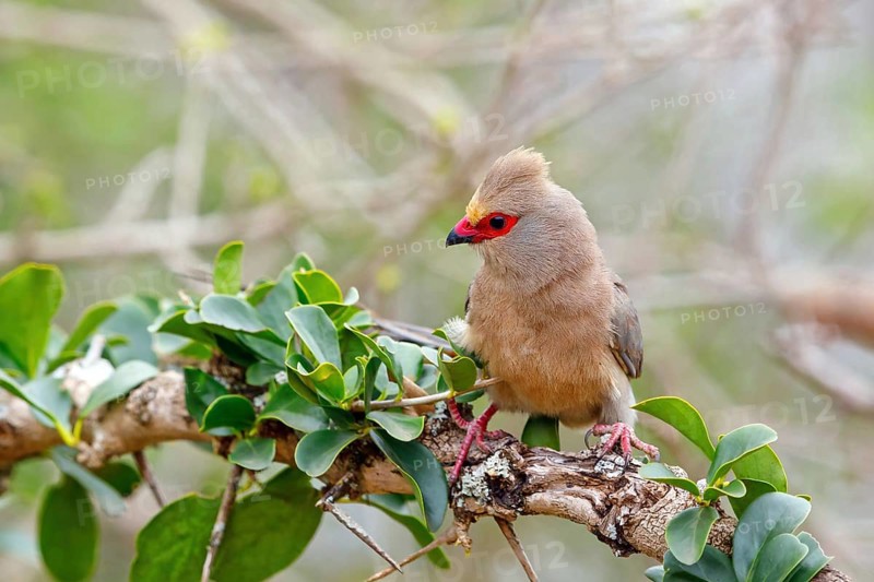 Red-tailed Mousebird, (Urocolius indicus), on perch, Africa, South Africa, KwaZulu-Natal, Mkuze Game Reserve, Mkuze, KwaZulu-Natal