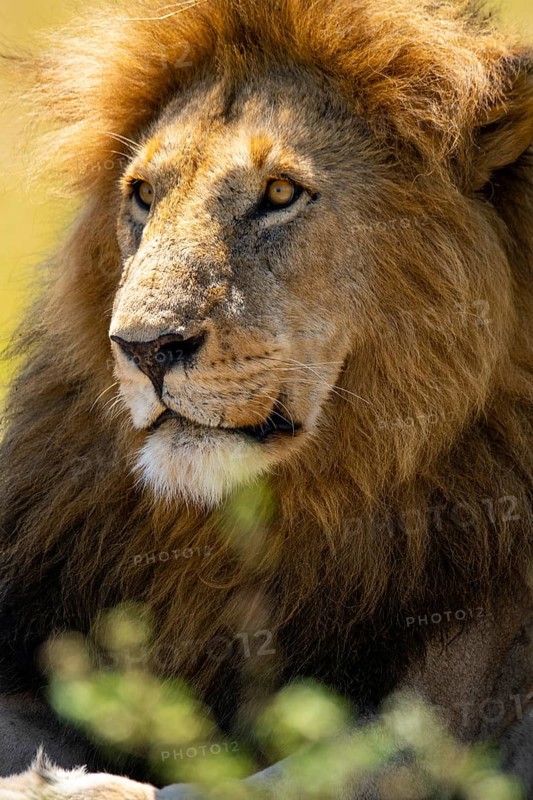A close-up of a lion with a magnificent mane, captured in the heart of Kenya's savannah, showcasing its power and elegance against a blurred natural background